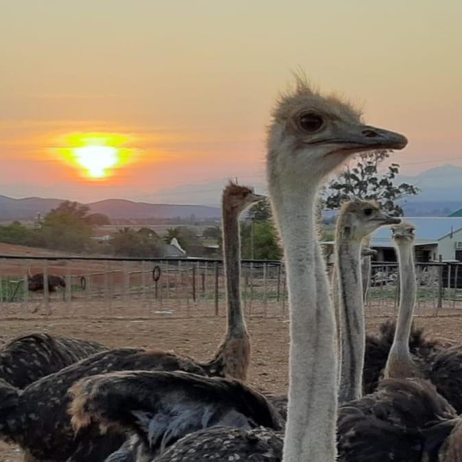 Pureplaas Self Catering Volmoed Oudtshoorn Klein Karoo Apartment Exterior foto